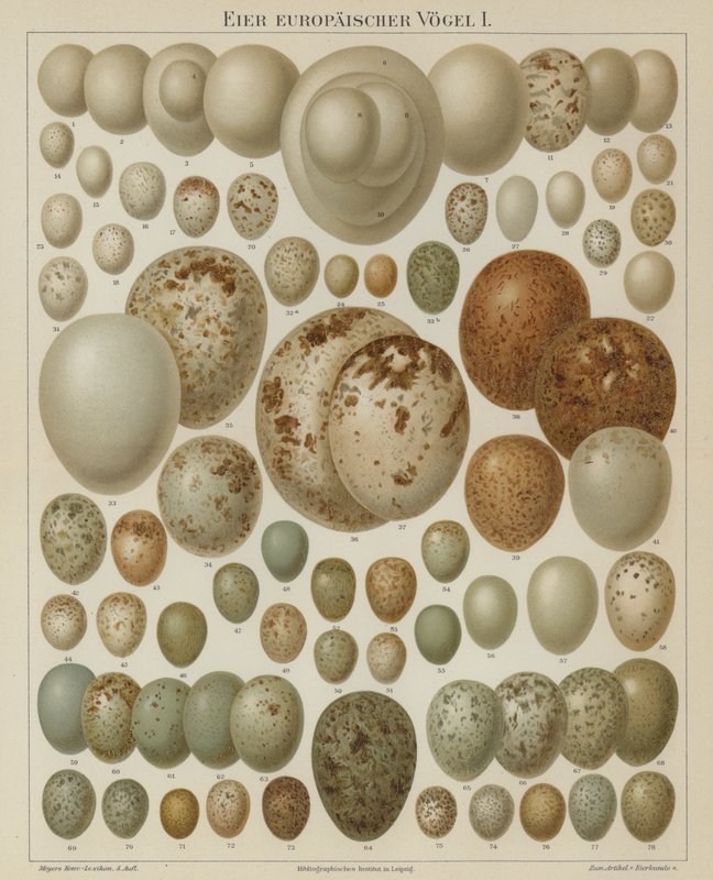 Europeiska fågelägg (färg litho) av German School