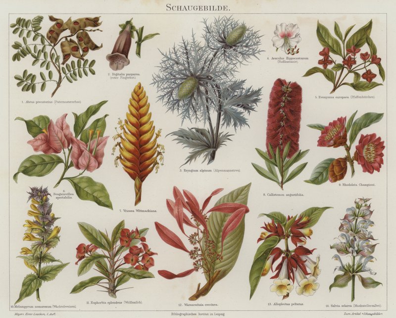 Blommor (färg litho) av German School