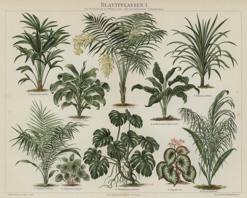 Lövväxter (färg litho) av German School