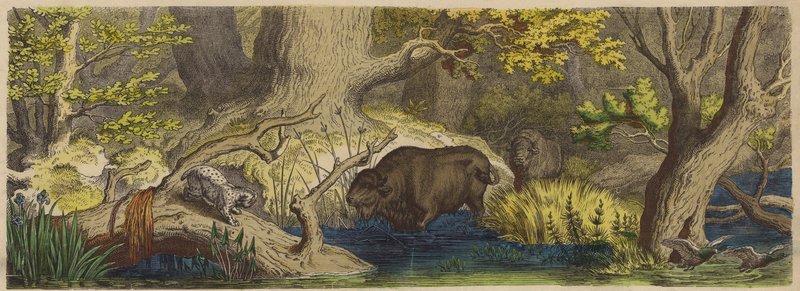 Skog i Litauen (färgad gravyr) av German School