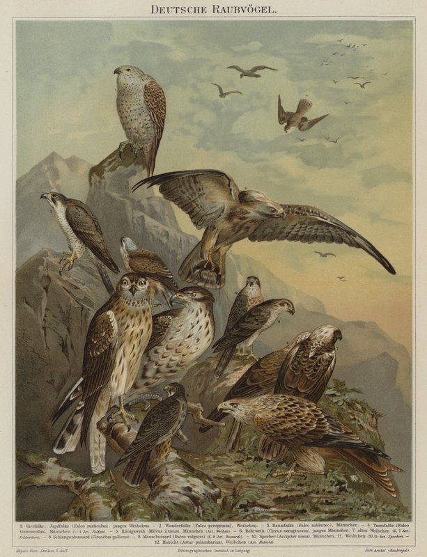 Tyska rovfåglar (färg litho) av German School