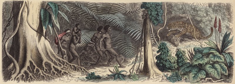 Djungel i Brasilien (färgad gravyr) av German School