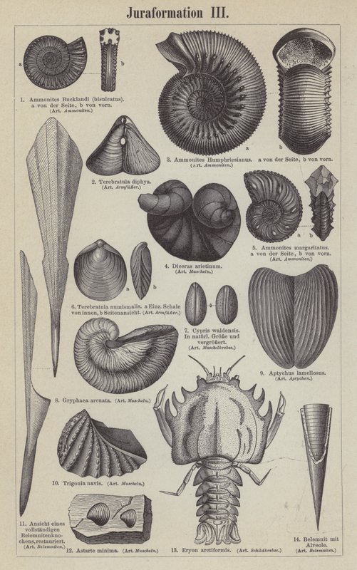 Jurassic fossiler (gravyr) av German School