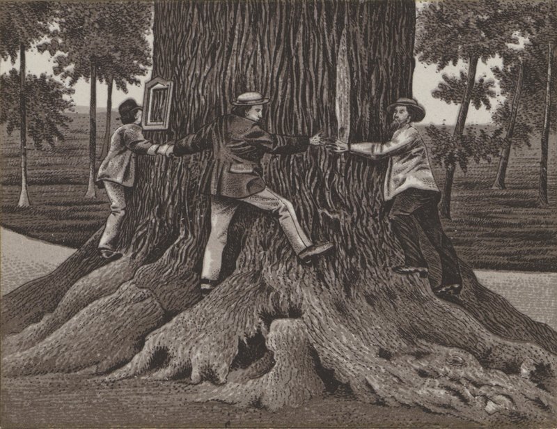 Korner Eiche zu Dallwitz (litho) av German School