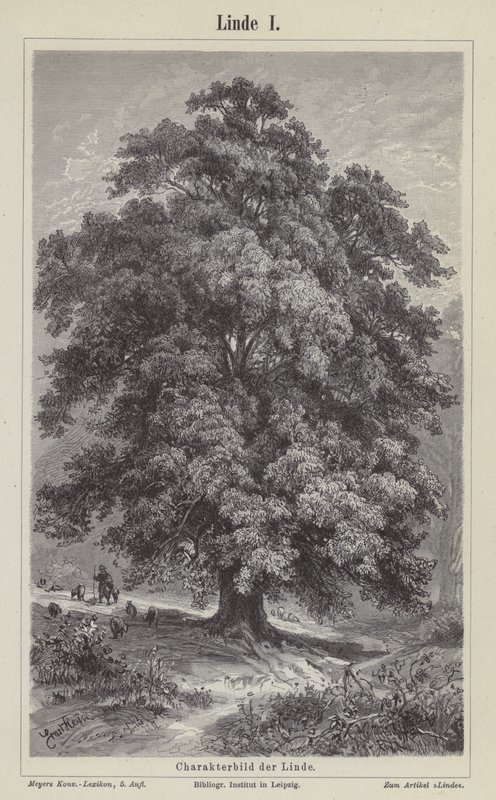 Linden (gravyr) av German School