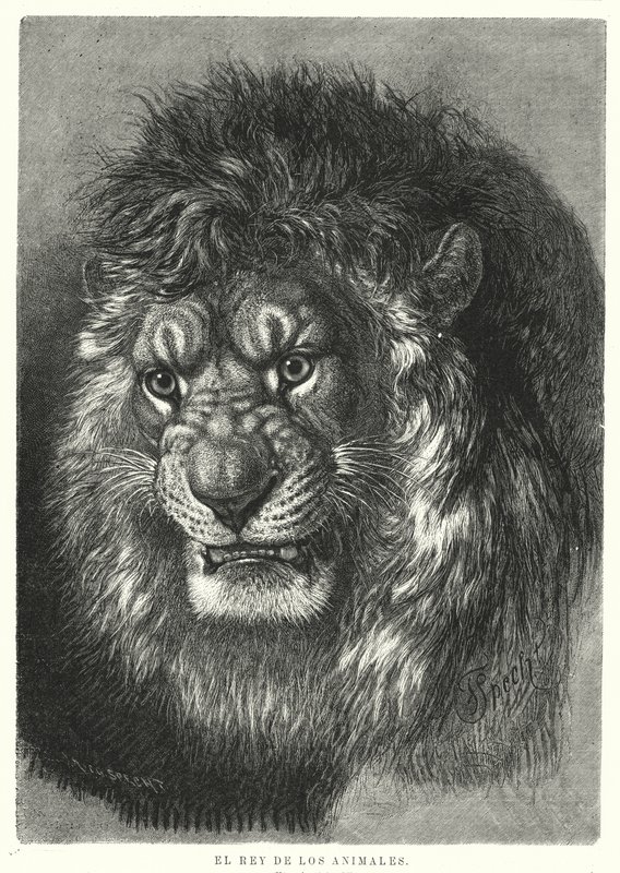 Lejon: djurens kung (litho) av German School