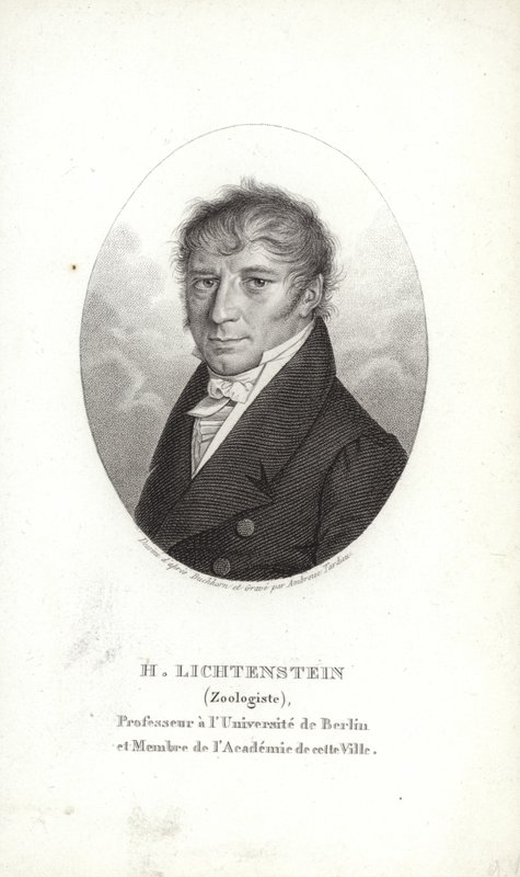 Martin Lichtenstein av German School