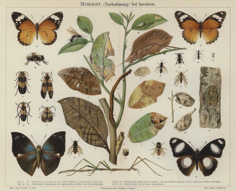 Mimik hos insekter (färg litho) av German School
