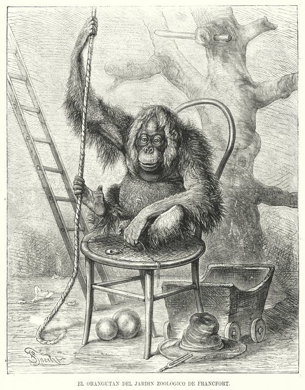 Orangutang i Frankfurt Zoo, Tyskland (litho) av German School