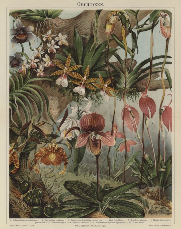 Orkidéer (färg litho) av German School