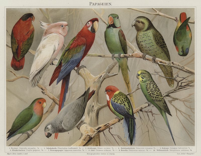 Papegojor (färg litho) av German School