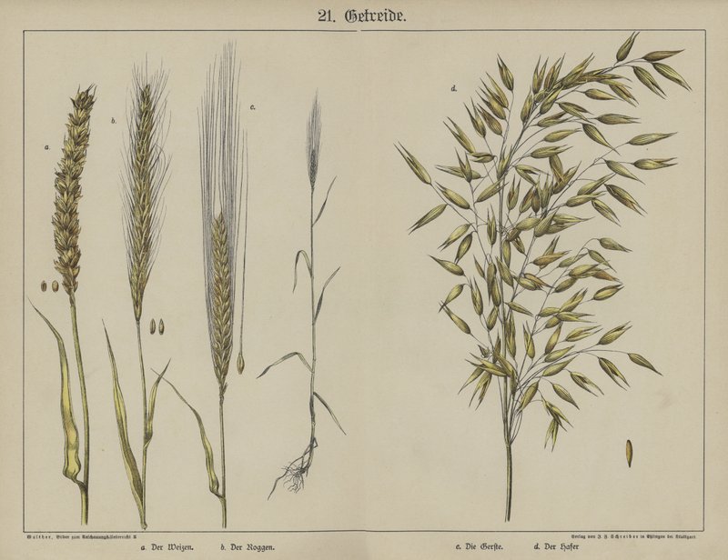 Växter (färg litho) av German School
