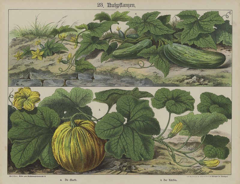 Växter (färg litho) av German School