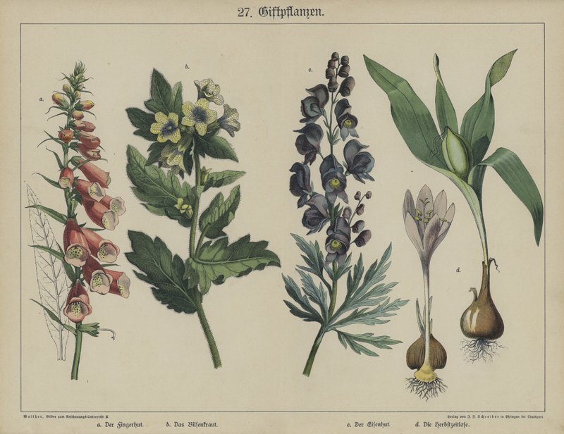 Växter (färg litho) av German School