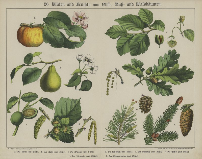 Växter (färg litho) av German School