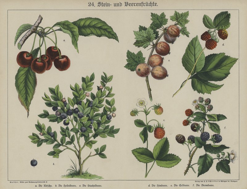 Växter (färg litho) av German School