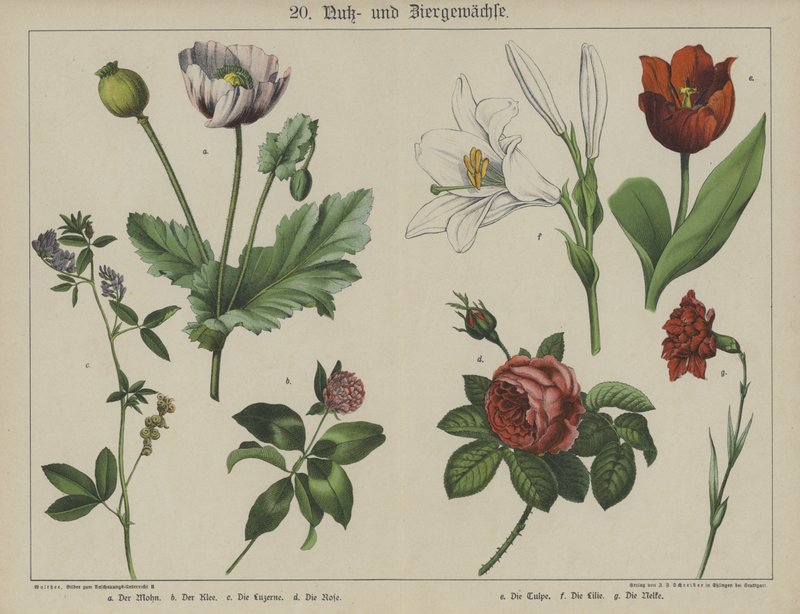 Växter (färg litho) av German School