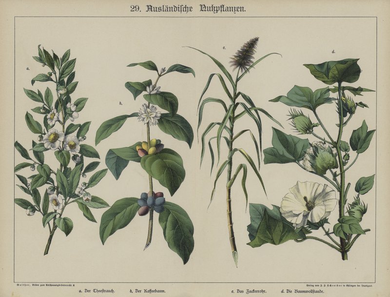 Växter (färg litho) av German School