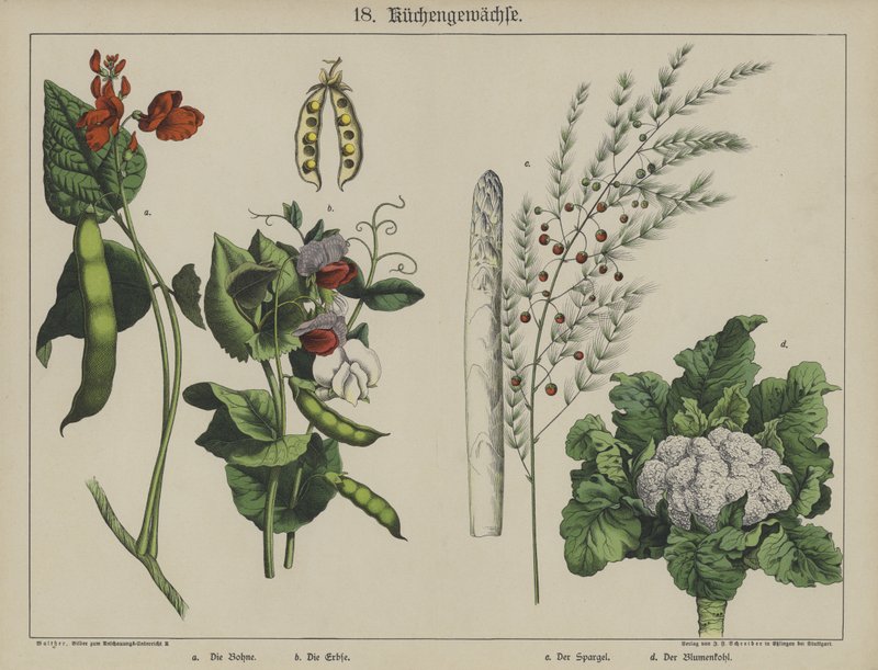 Växter (färg litho) av German School