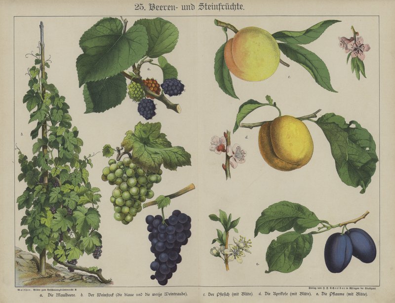 Växter (färg litho) av German School