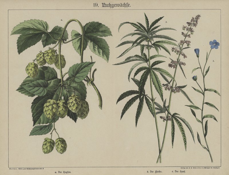 Växter (färg litho) av German School