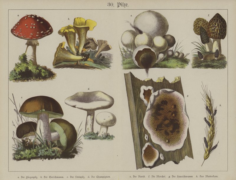 Växter (färg litho) av German School