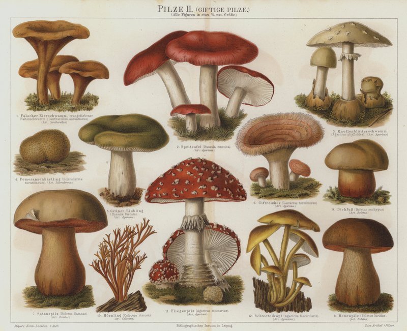 Giftiga svampar (färg litho) av German School