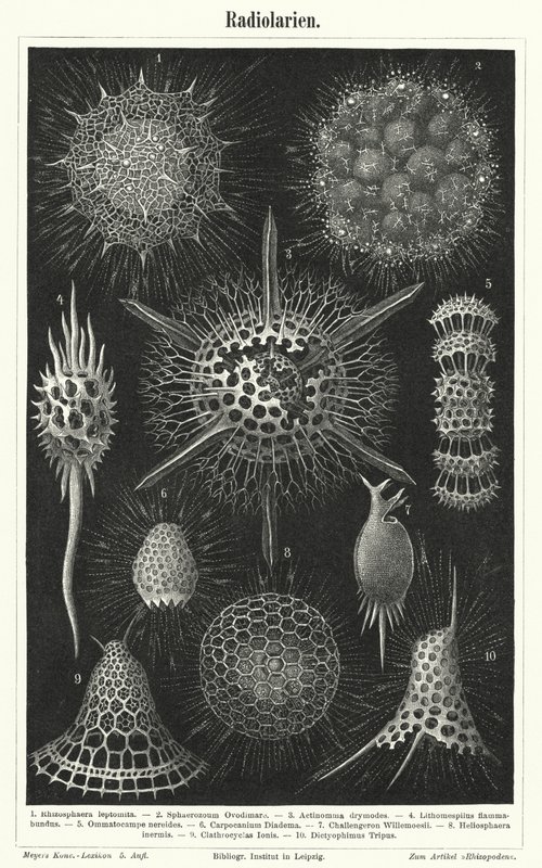Radiolaria (gravyr) av German School