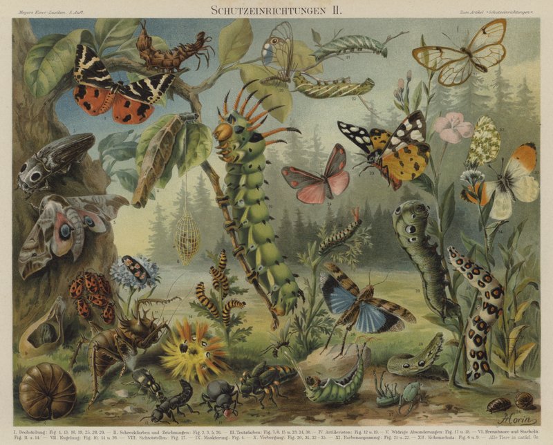 Självförsvarsmekanismer hos insekter (färg litho) av German School