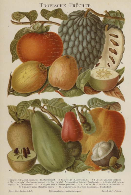 Tropiska frukter av German School