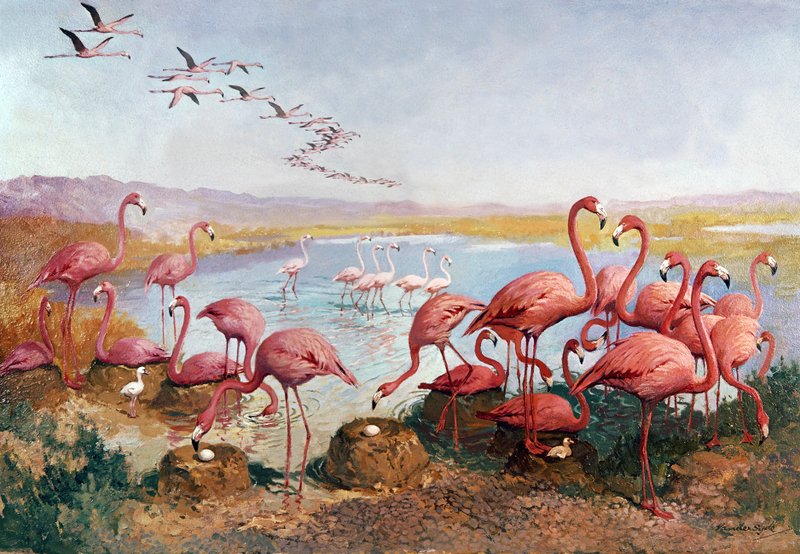 Rosa flamingos av Gerritt Vandersyde