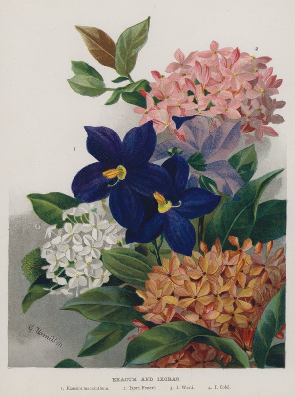 Exacum och Ixoras av Gertrude Hamilton