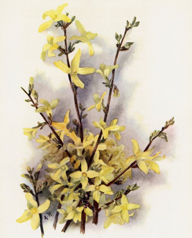 Forsythia upphängd av Gertrude Hamilton