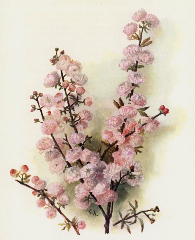 Prunus Sinensis Rosea Plena av Gertrude Hamilton