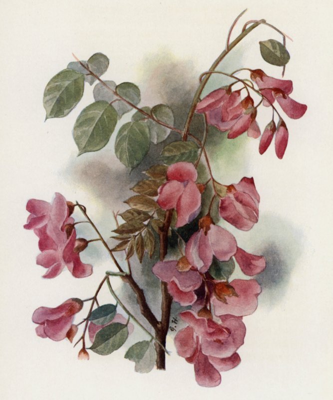 Robinia Hispida av Gertrude Hamilton