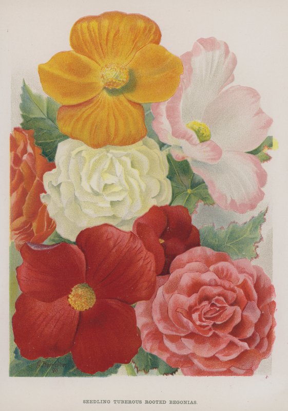 Planta Knölrotade Begonia av Gertrude Hamilton