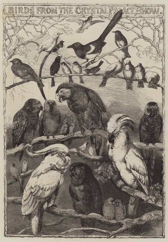 Fåglar från Crystal Palace Show av Harrison William Weir