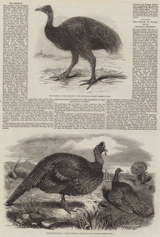 Fåglar i London Zoo av Harrison William Weir