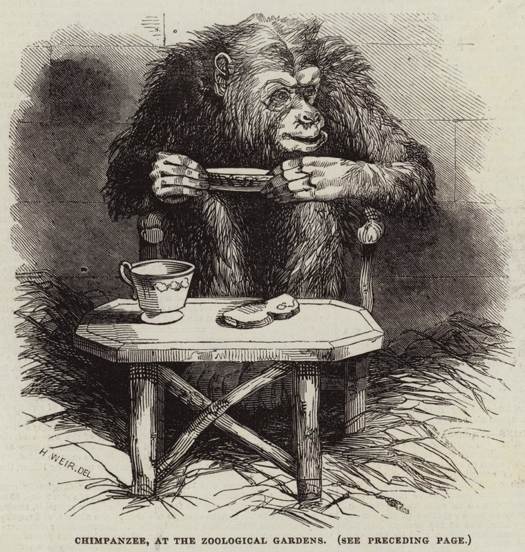 Schimpans, vid Zoologiska trädgården av Harrison William Weir