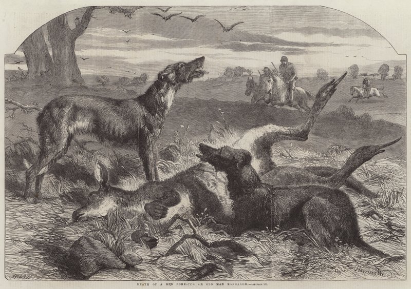 En Red Forester eller Old Man Kangaroo död av Harrison William Weir