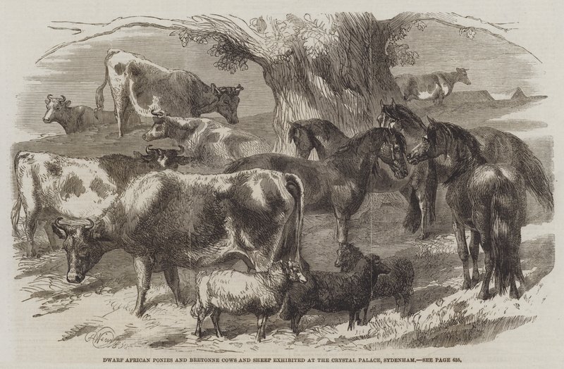 Afrikanska dvärgponnyer och Bretonnekor och -får utställda i Crystal Palace, Sydenham. av Harrison William Weir