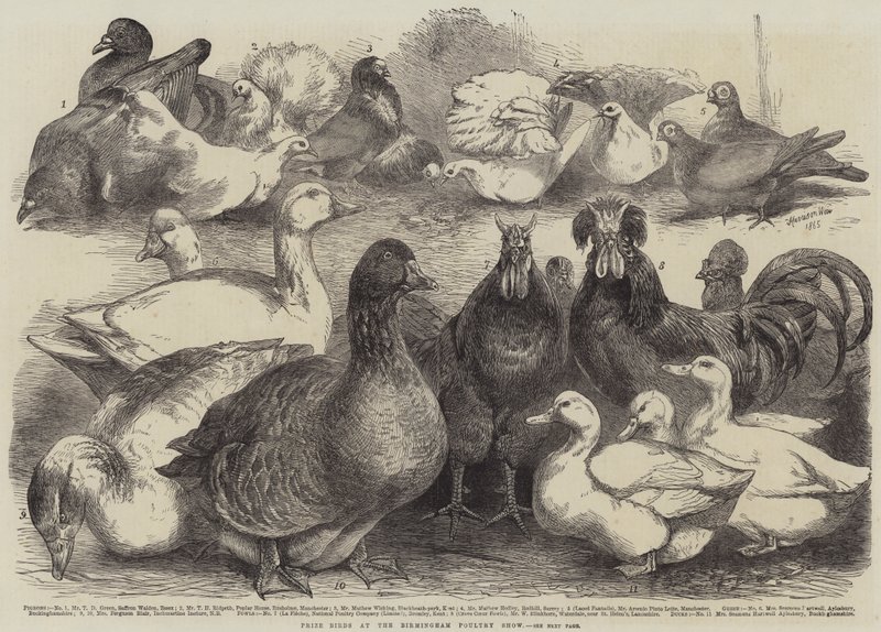 Prisfåglar på Birmingham Poultry Show av Harrison William Weir