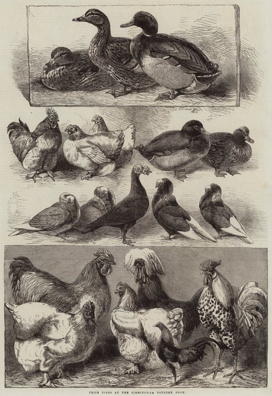 Prisfåglar på Birmingham Poultry Show av Harrison William Weir