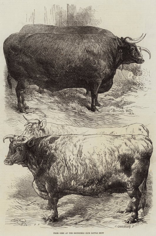 Pris oxar på Smithfield Club Cattle Show av Harrison William Weir