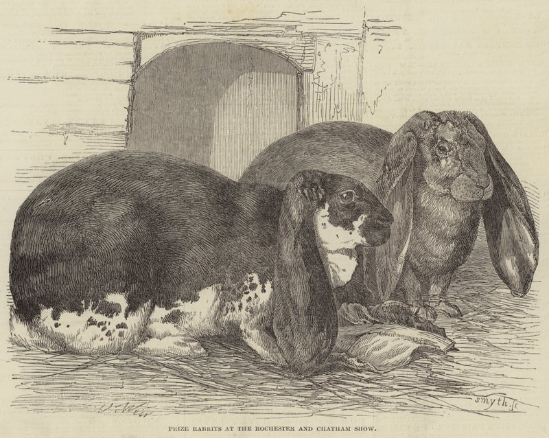 Priskaniner på Rochester och Chatham Show av Harrison William Weir