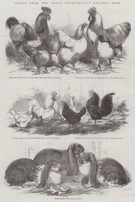 Priser från Great Metropolitan Poultry Show av Harrison William Weir