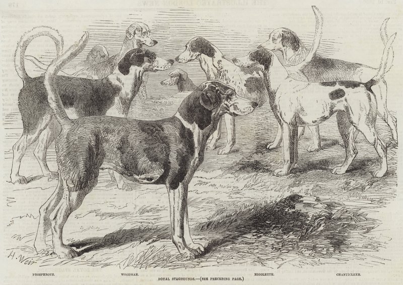 Kungliga staghounds av Harrison William Weir