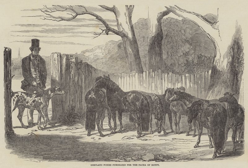 Shetlandsponnyer köpt till Pacha i Egypten av Harrison William Weir