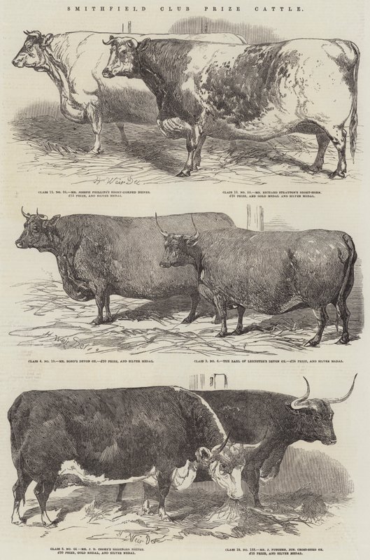 Smithfield Club Prize Boskap av Harrison William Weir
