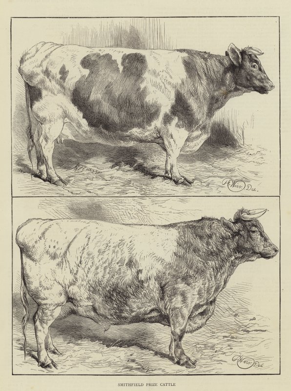 Smithfield Prize Cattle av Harrison William Weir
